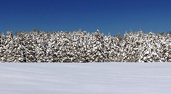 Winter Pines 32602