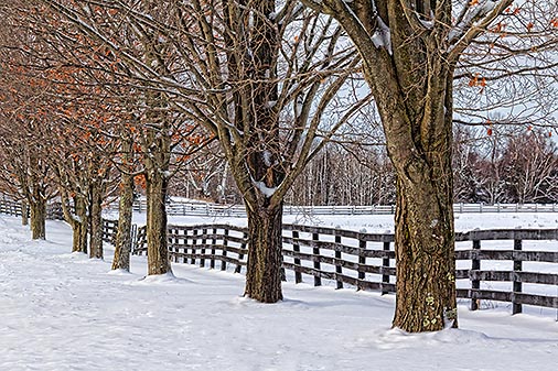 Winter Farm Fence 20130107