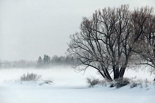 Trees Beside Frozen Canal 32727