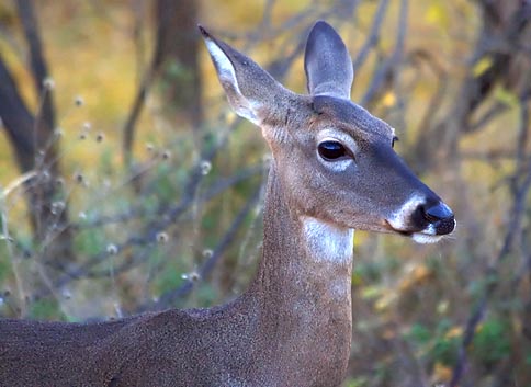 Deer Closeup 71185