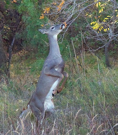 Deer On Hind Legs