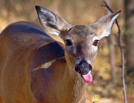 Licking Its Chops 20071109-72054