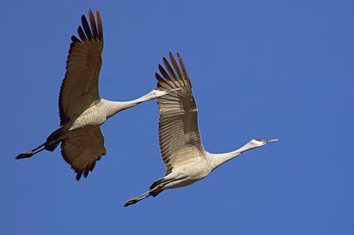 Sandhill Cranes 73151