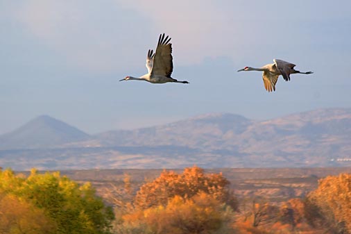Sandhill Cranes 73133