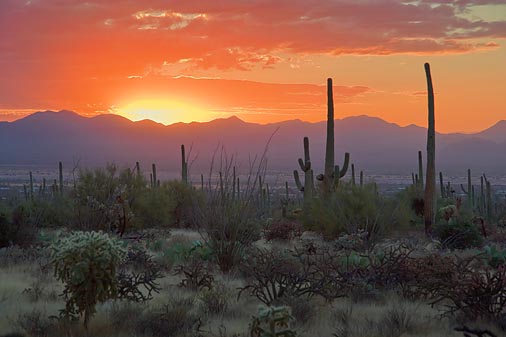 Desert Sunset 74319