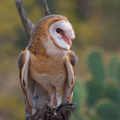 Barn Owl 74733