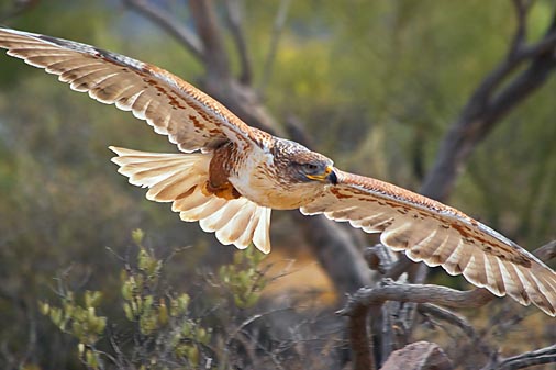 Ferruginous Hawk 74767