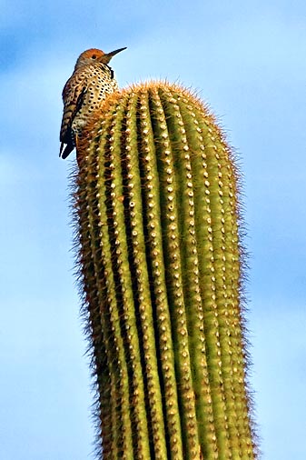 Woodpecker On A Cactus 20071128
