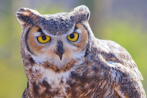 Great Horned Owl 75097