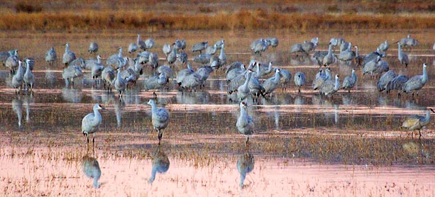 Roosting Pond 73748