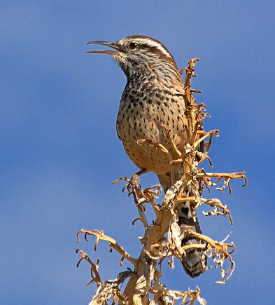 Cactus Wren 75179