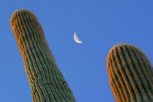 Saguaro Moon 75553