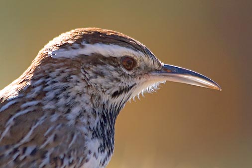 Cactus Wren Closeup 75727