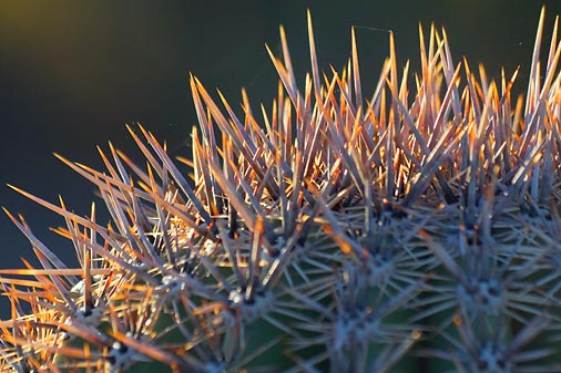 Saguaro Cactus Crown 75968