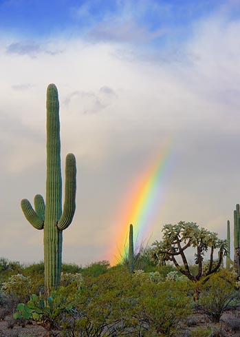 Desert Rainbow 76320