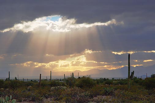 Desert Sunrays 76452