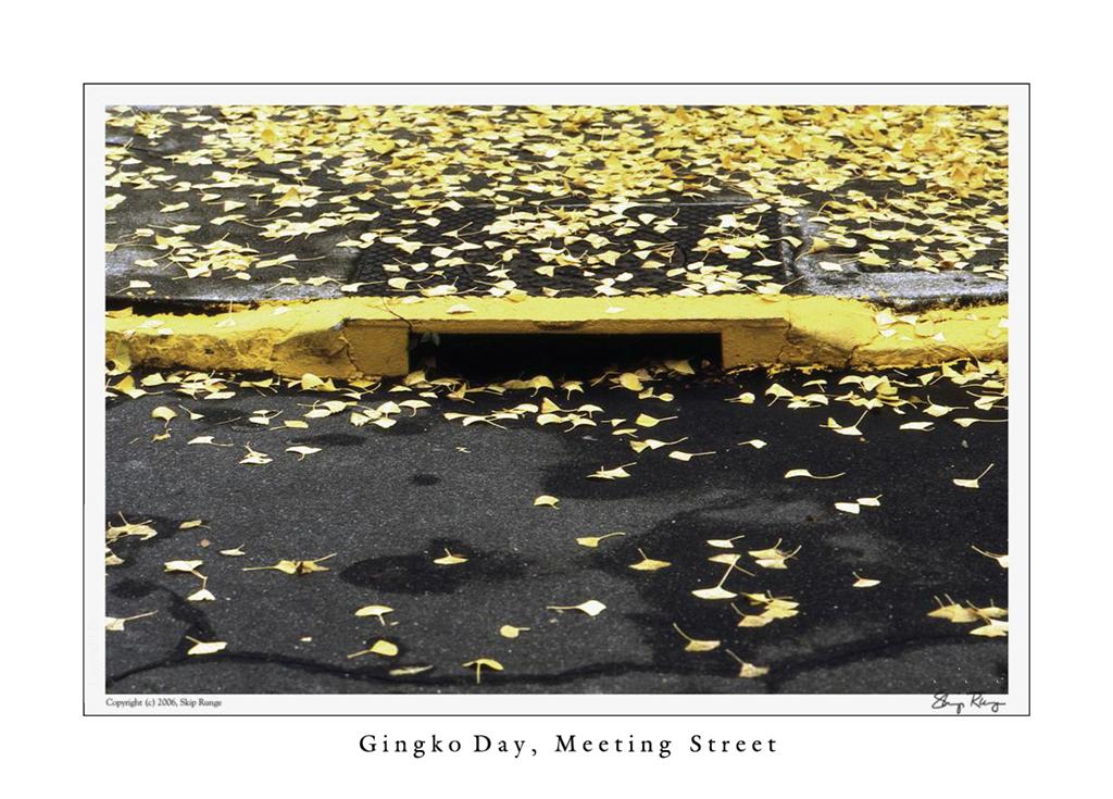 GINGKO DAY ON MEETING STREET