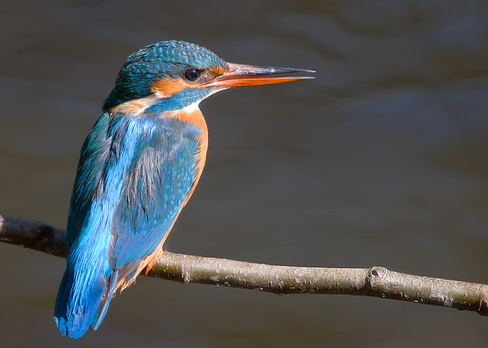 DSC_3403.jpg