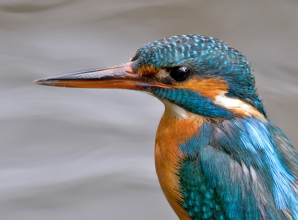 Portrait of a female common Kingfisher