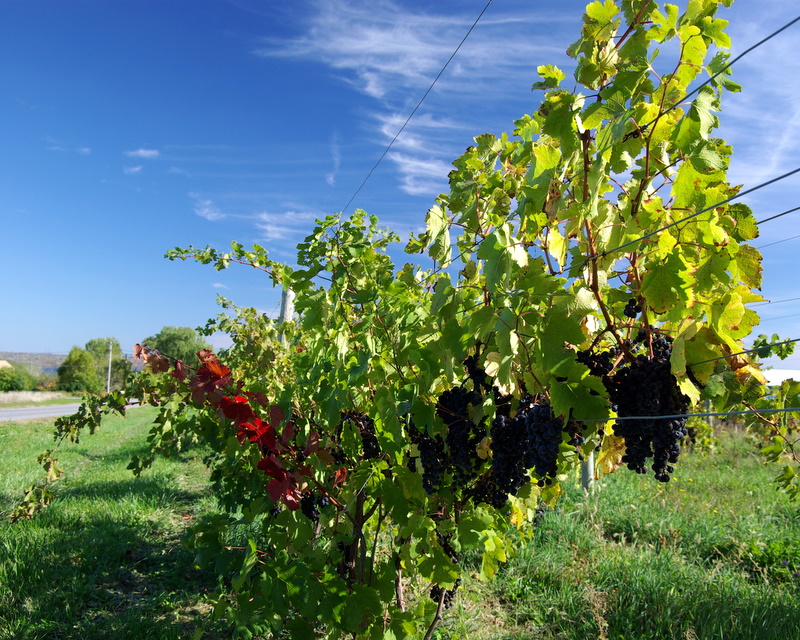 3 The Grapes - Oct 2007.JPG