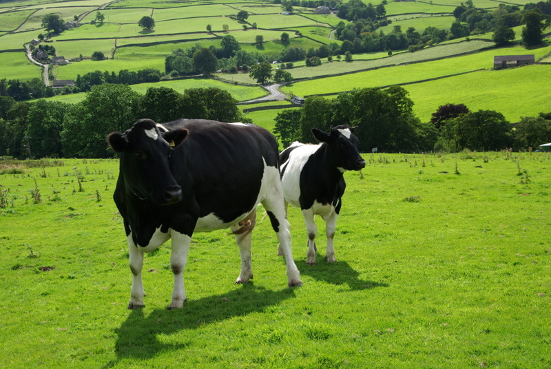 Contented Cows - Aug 2007.JPG