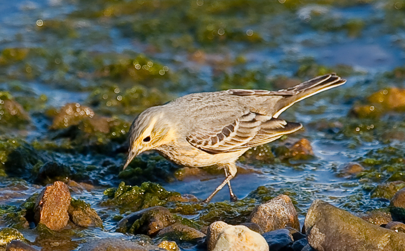 unknown shore bird small 4-7643 800.jpg