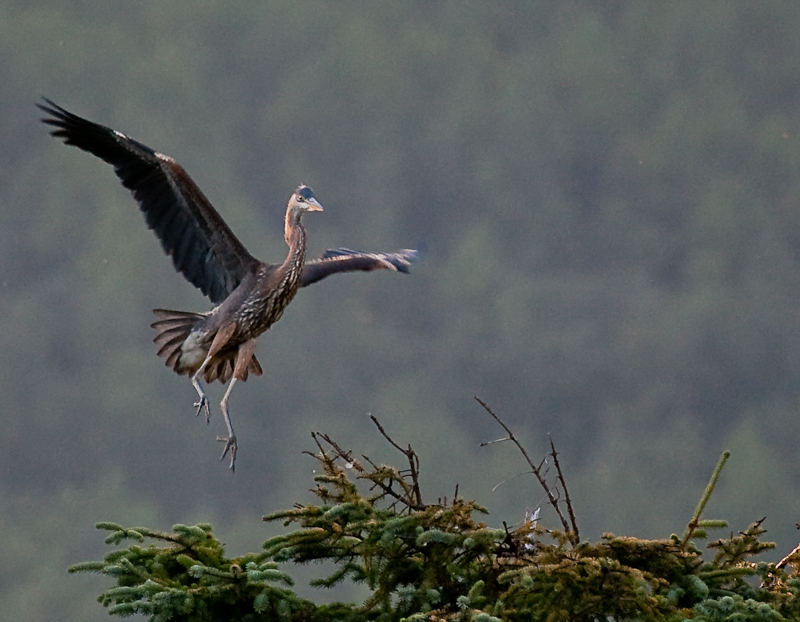 heron at the glacier-0042.jpg