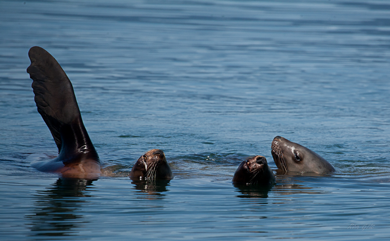 sea lion fin-5702.jpg