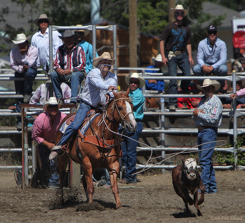 Tie-down Roping 3