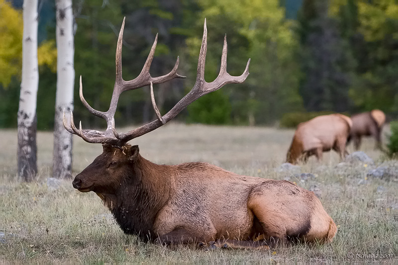 Contented Bull Elk