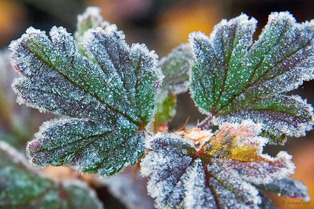 First Frost