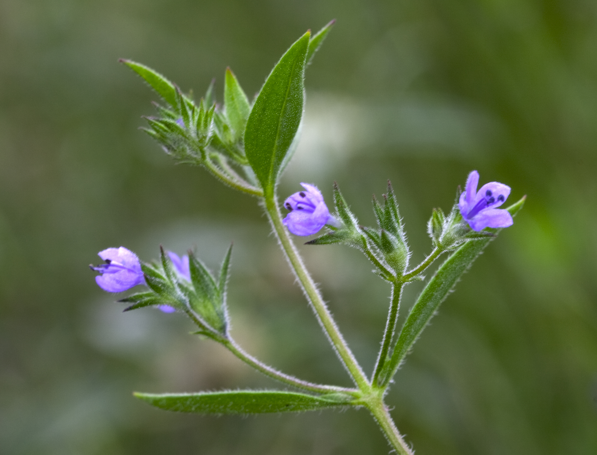 False Pennyroyal