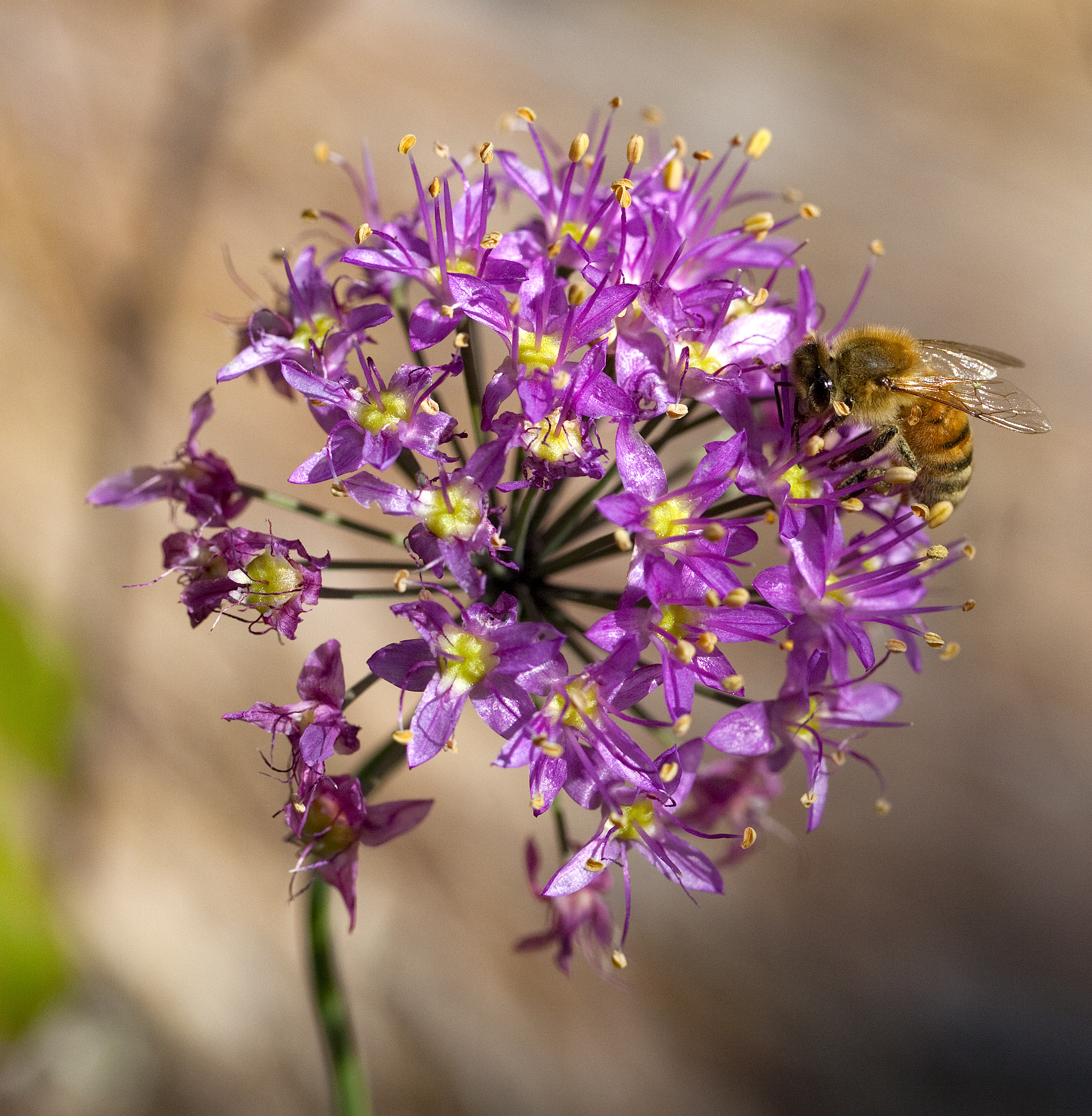 Wild Onion