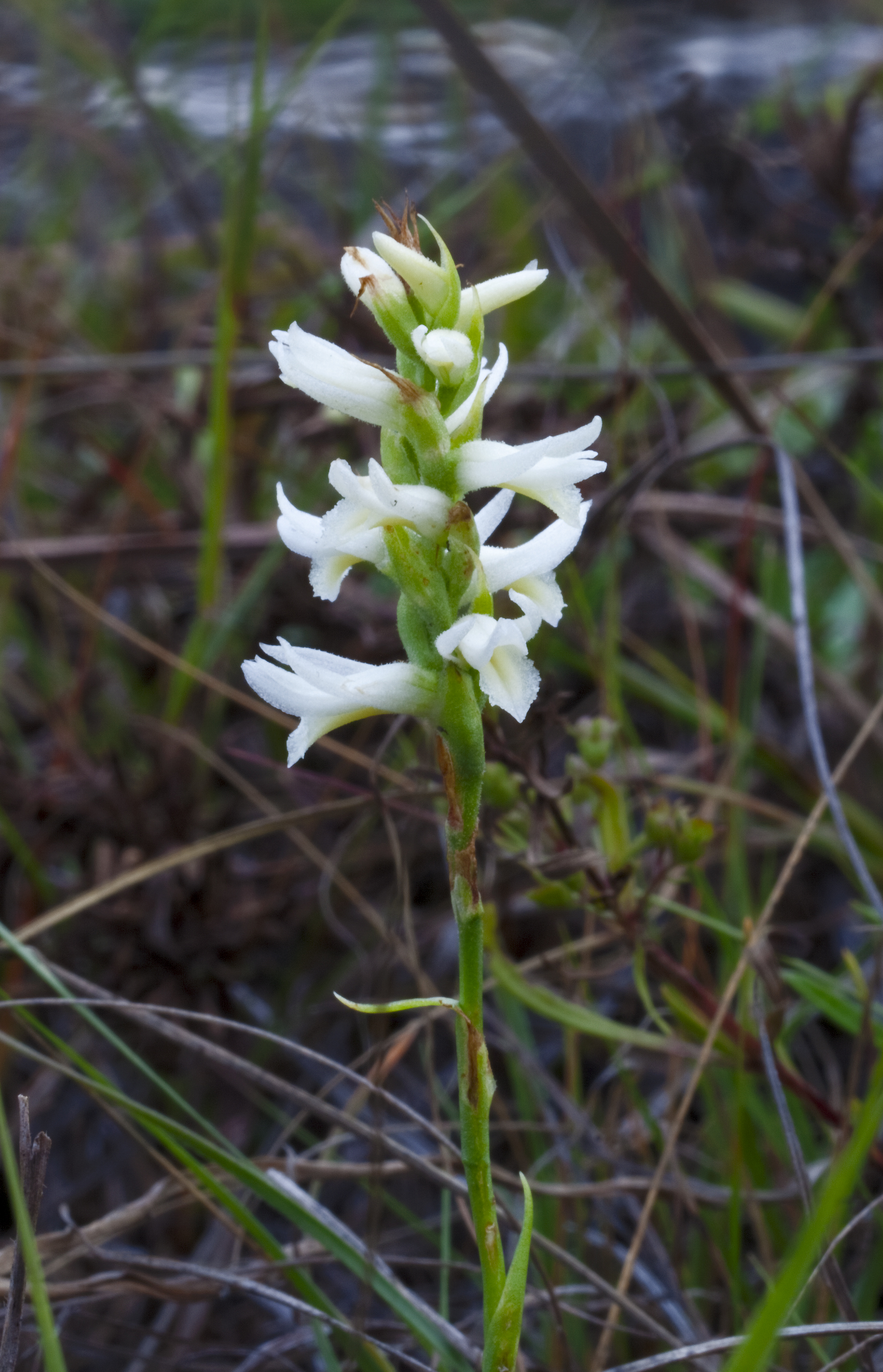 Nodding Ladies Tresses