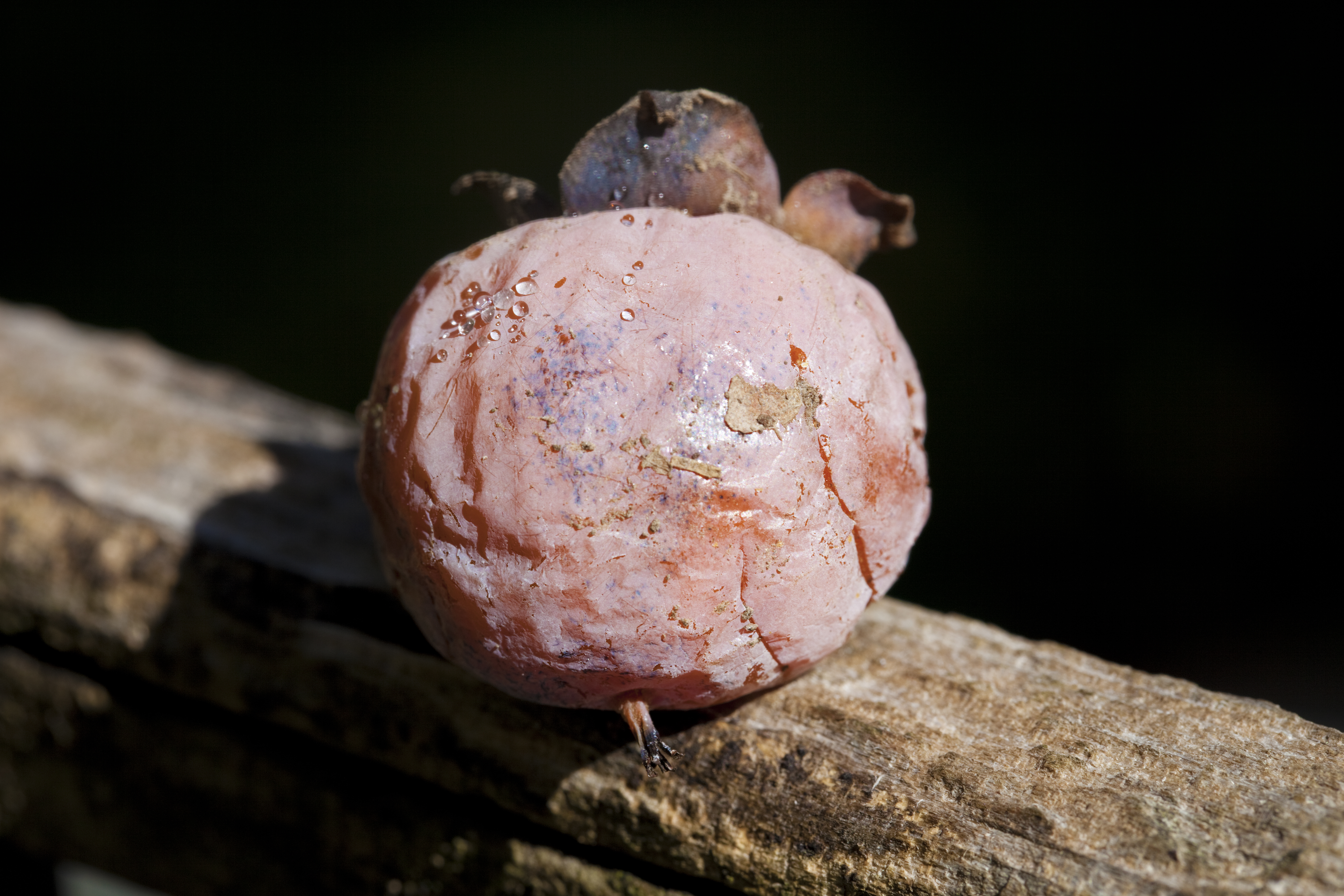 Wild Persimmon