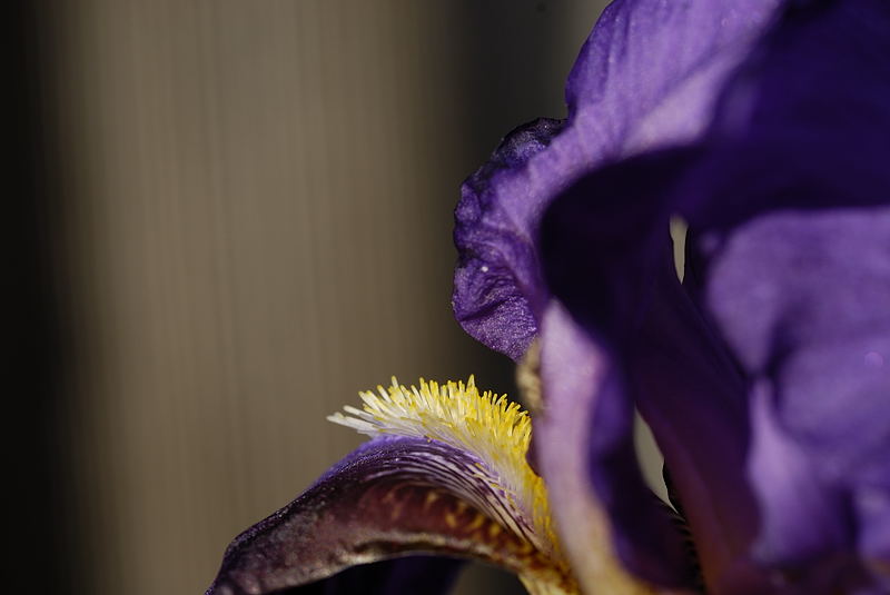 The Bearded Iris