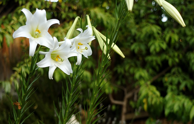 Lillies