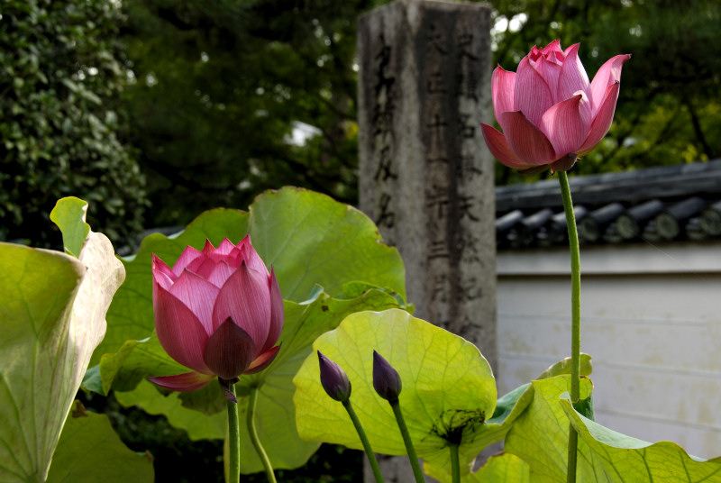 Lotus blossoms