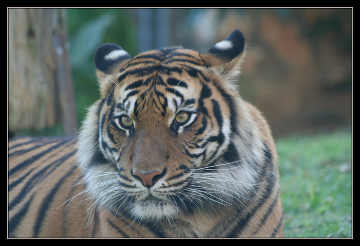 Tiger Portrait