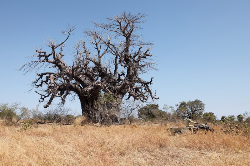 Le baobab