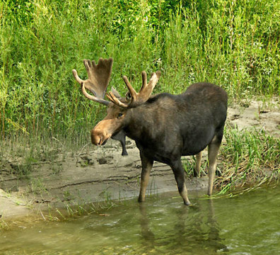 r Bull Moose  in Grand Tetons - TW.jpg
