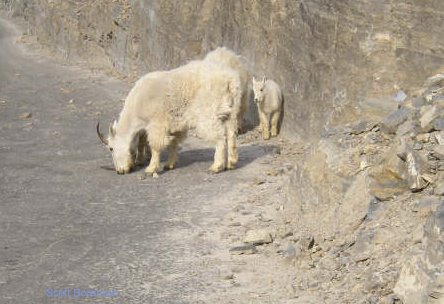 mountain goats on logan pass