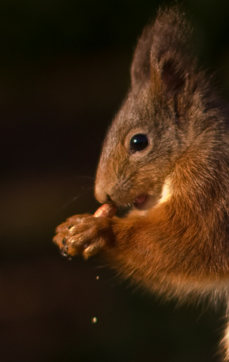 Red Squirrel