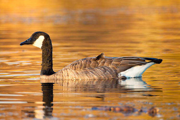 Canada goose