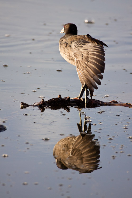 American coot