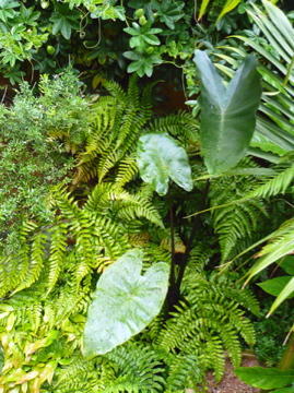 colocasia fontanesii 2007