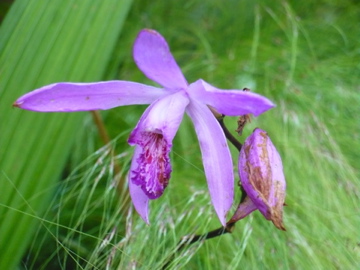bletilla striata 2007