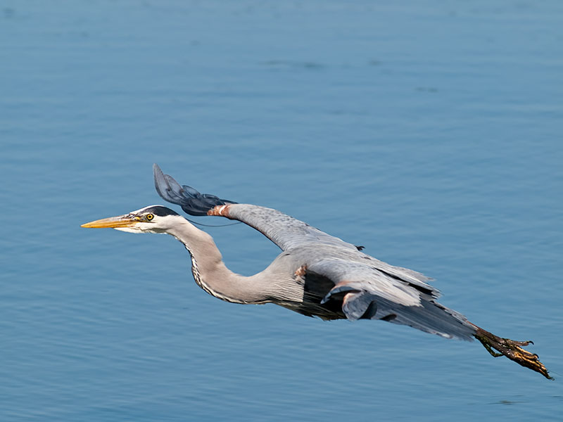 Great Blue Heron _4195832.jpg