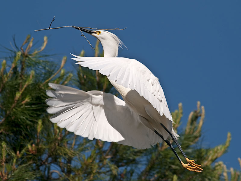 Snowy Egret _4205970.jpg
