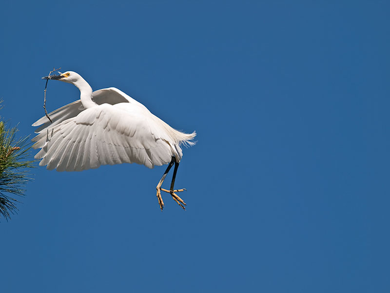 Snowy Egret _4206001.jpg